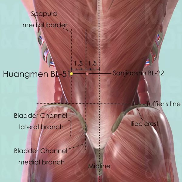Huangmen BL-51 - Muscles view - Acupuncture point on Bladder Channel