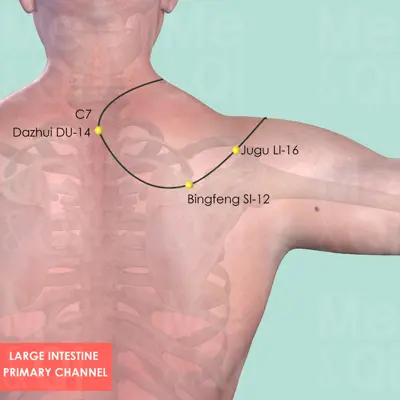 Large Intestine Primary Channel pathway