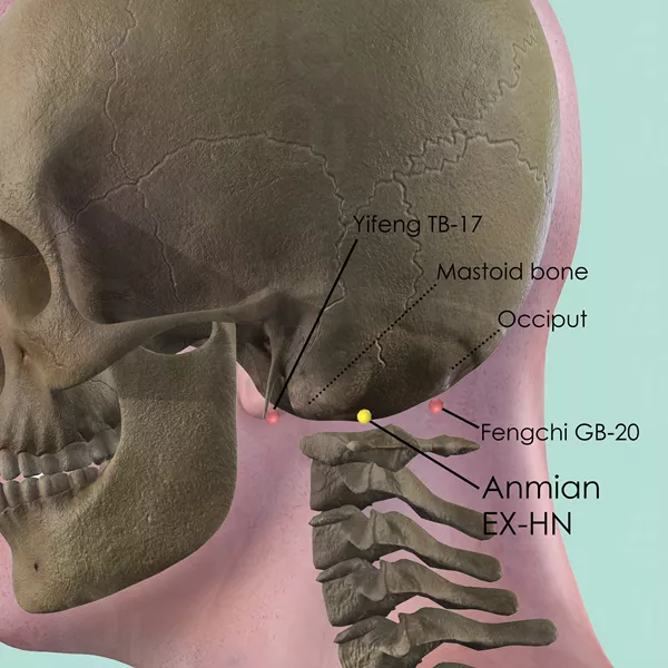 Anmian EX-HN - Bones view - Acupuncture point on Extra Points: Head and Neck (EX-HN)