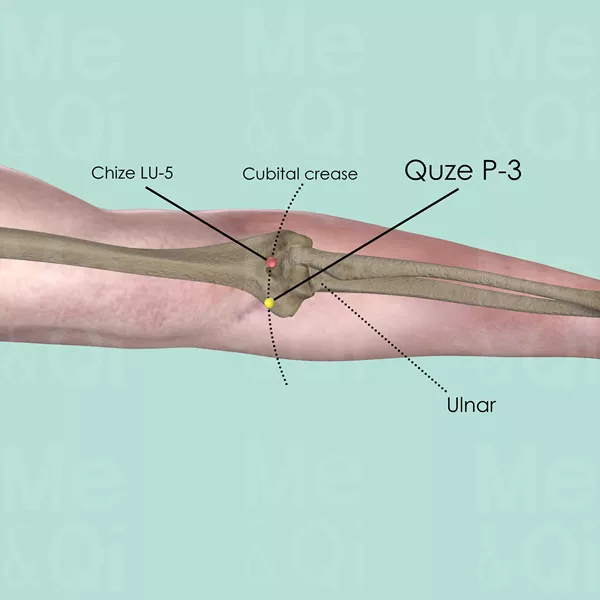 Quze P-3 - Bones view - Acupuncture point on Pericardium Channel