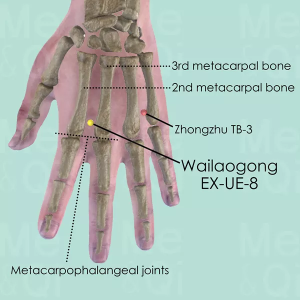 Wailaogong EX-UE-8 - Bones view - Acupuncture point on Extra Points: Upper Extremities (EX-UE)