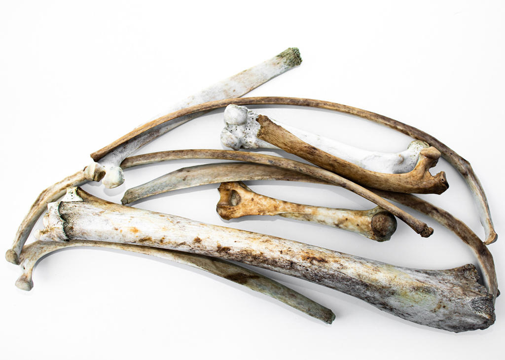 Lu Gen (Reed Rhizome) as TCM ingredient