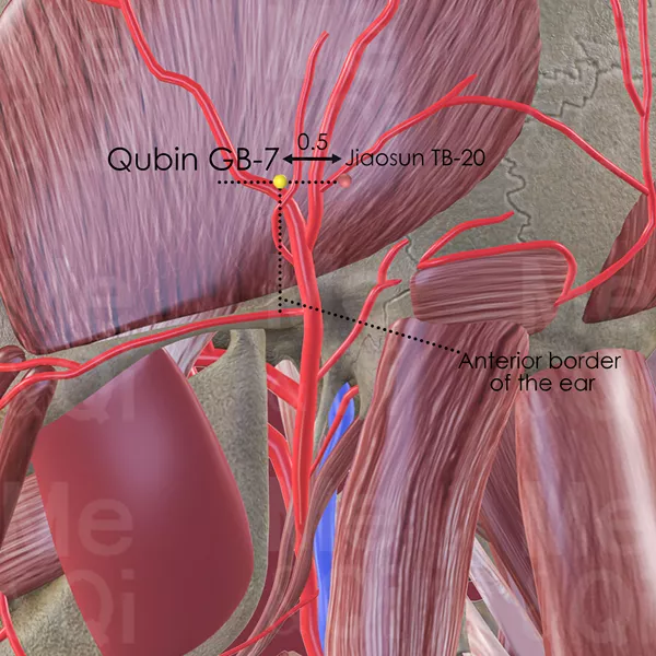 Qubin GB-7 - Muscles view - Acupuncture point on Gall Bladder Channel