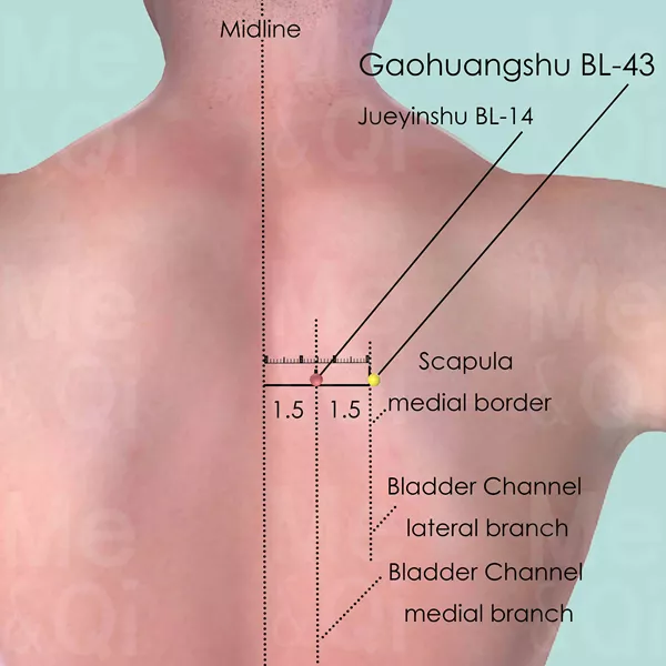 Gaohuangshu BL-43 - Skin view - Acupuncture point on Bladder Channel