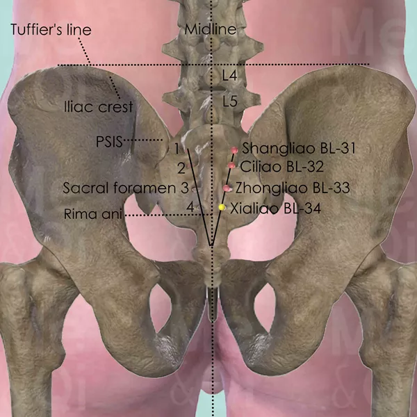 Xialiao BL-34 - Bones view - Acupuncture point on Bladder Channel