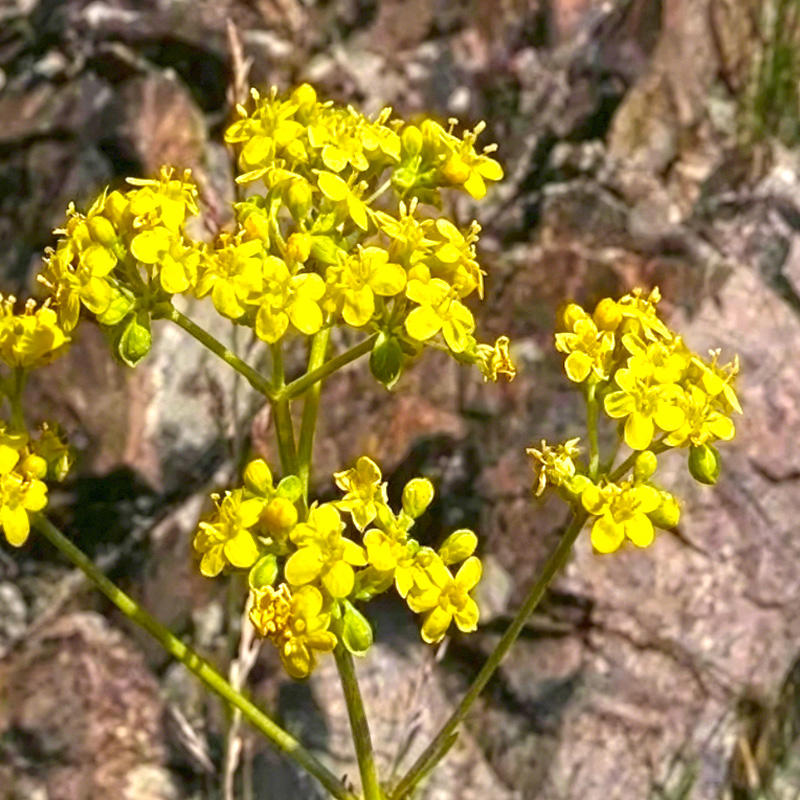 Mu Tou Hui (Golden Rain Tree root) plant
