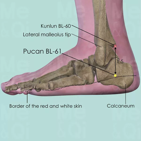 Pucan BL-61 - Bones view - Acupuncture point on Bladder Channel