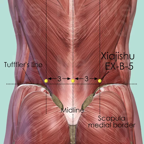 Xiajishu EX-B-5 - Muscles view - Acupuncture point on Extra Points: Back (EX-B)