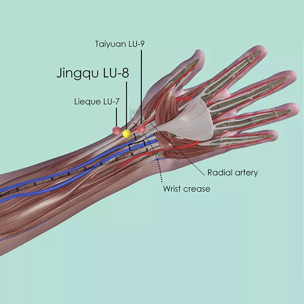 Jingqu LU-8 - Muscles view - Acupuncture point on Lung Channel