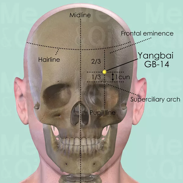 Yangbai GB-14 - Bones view - Acupuncture point on Gall Bladder Channel