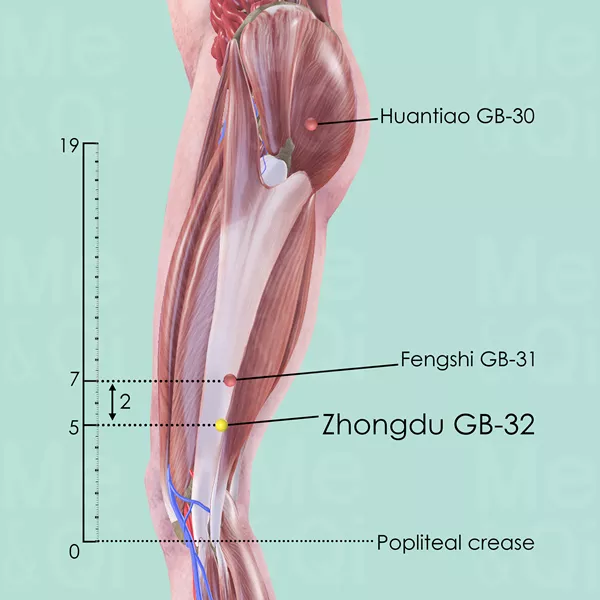 Zhongdu GB-32 - Muscles view - Acupuncture point on Gall Bladder Channel