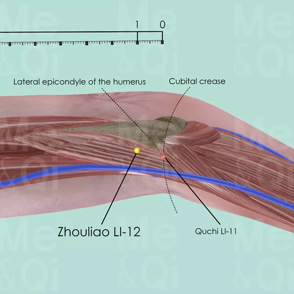 Zhouliao LI-12 - Muscles view - Acupuncture point on Large Intestine Channel