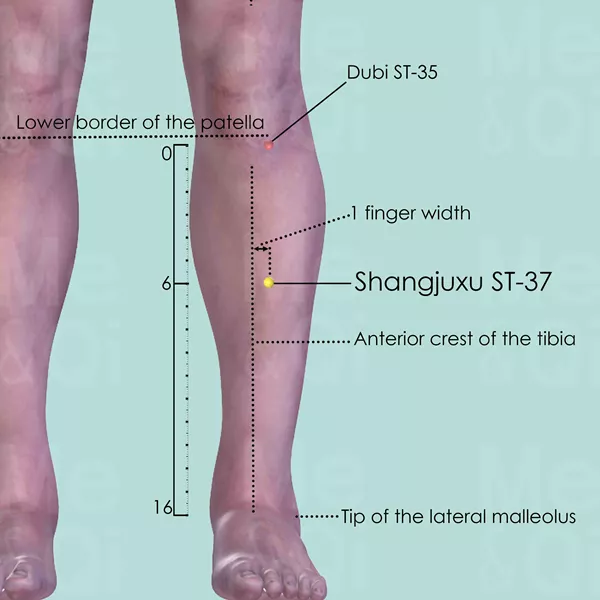 Shangjuxu ST-37 - Skin view - Acupuncture point on Stomach Channel