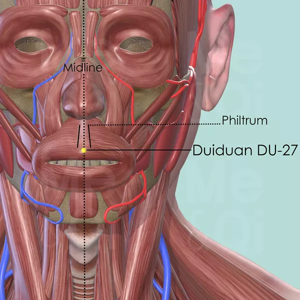 Duiduan DU-27 - Muscles view - Acupuncture point on Governing Vessel