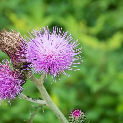 Da Ji (Japanese thistle) plant