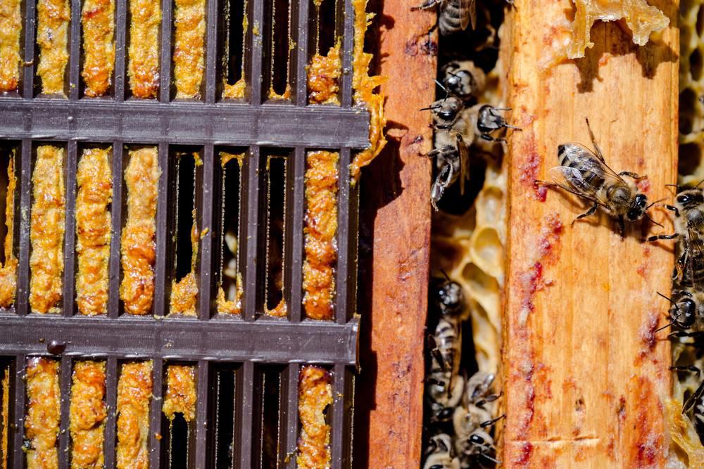 Feng Jiao (Propolis) plant