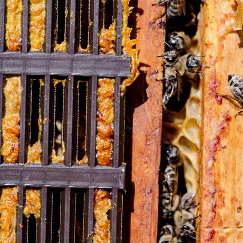Feng Jiao (Propolis) plant