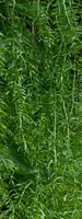 Chinese asparagus tubers (Tian Men Dong)