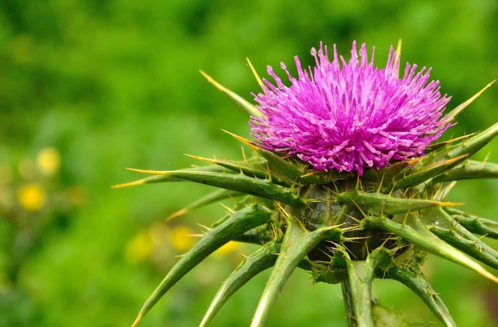 Shui Fei Ji (Milk thistle seeds) plant