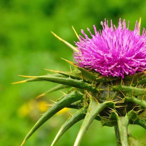 Shui Fei Ji (Milk thistle seeds) plant
