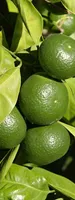 Green tangerine peel (Qing Pi)