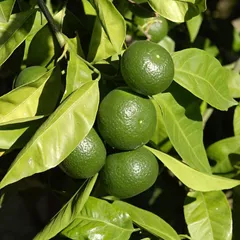 Green tangerine peel