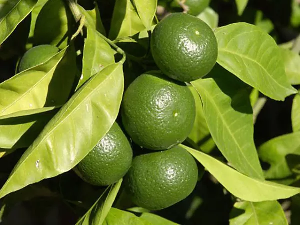What the Green tangerine peel plant looks like