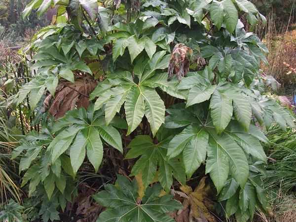 What the Tetrapanax pith plant looks like