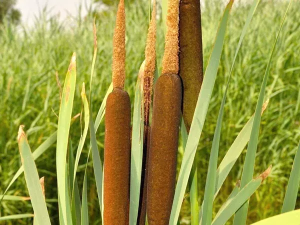 What the Cattail pollen plant looks like