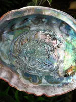 Abalone shells (Shi Jue Ming)