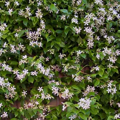 Star jasmine stem