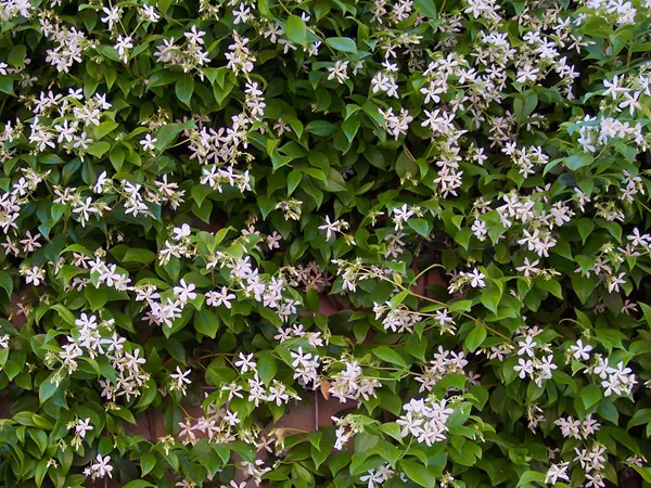 What the Star jasmine stem plant looks like