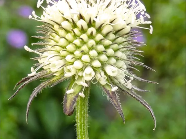 What the Japanese teasel root plant looks like