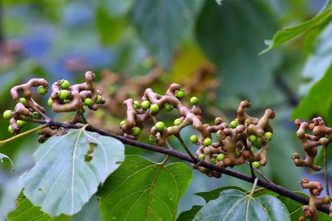 Zhi Ju Zi (Japanese raisin tree seeds) plant
