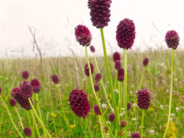 What the Sanguisorba root plant looks like