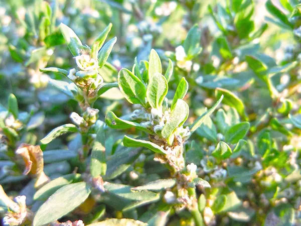 What the Knotgrass plant looks like