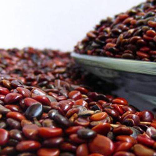 Zhi Ju Zi (Japanese raisin tree seeds) as TCM ingredient