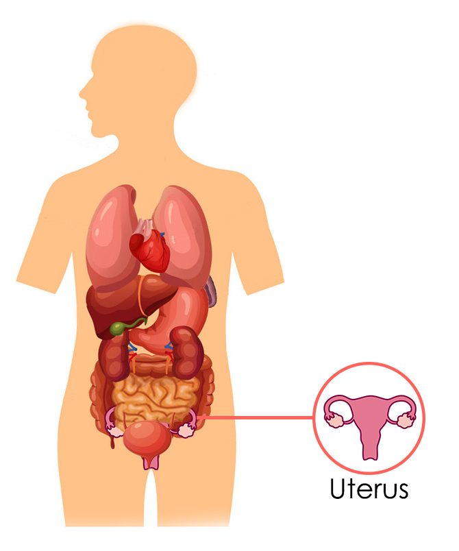 The Uterus According To Chinese Medicine