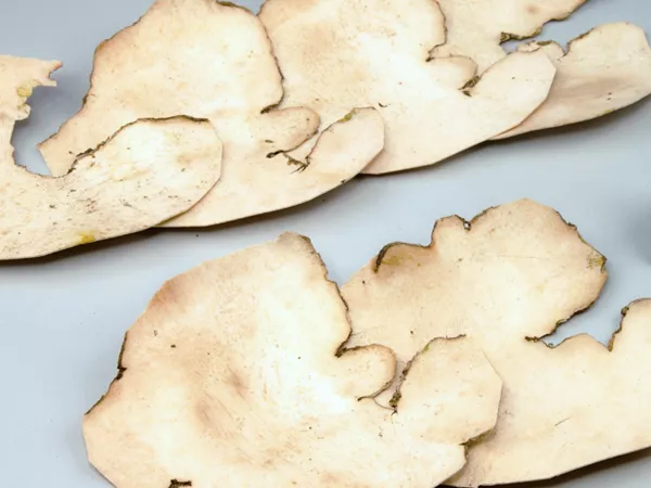 What Fish-poison yam looks like as a TCM ingredient