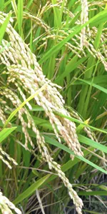 Nonglutinous japonica rice (Jing Mi)