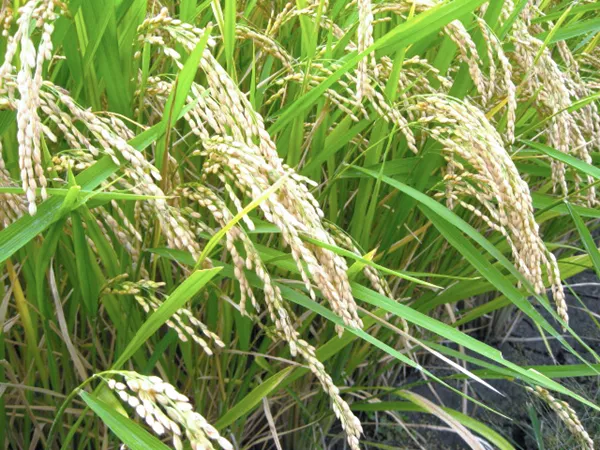 What the Nonglutinous japonica rice plant looks like