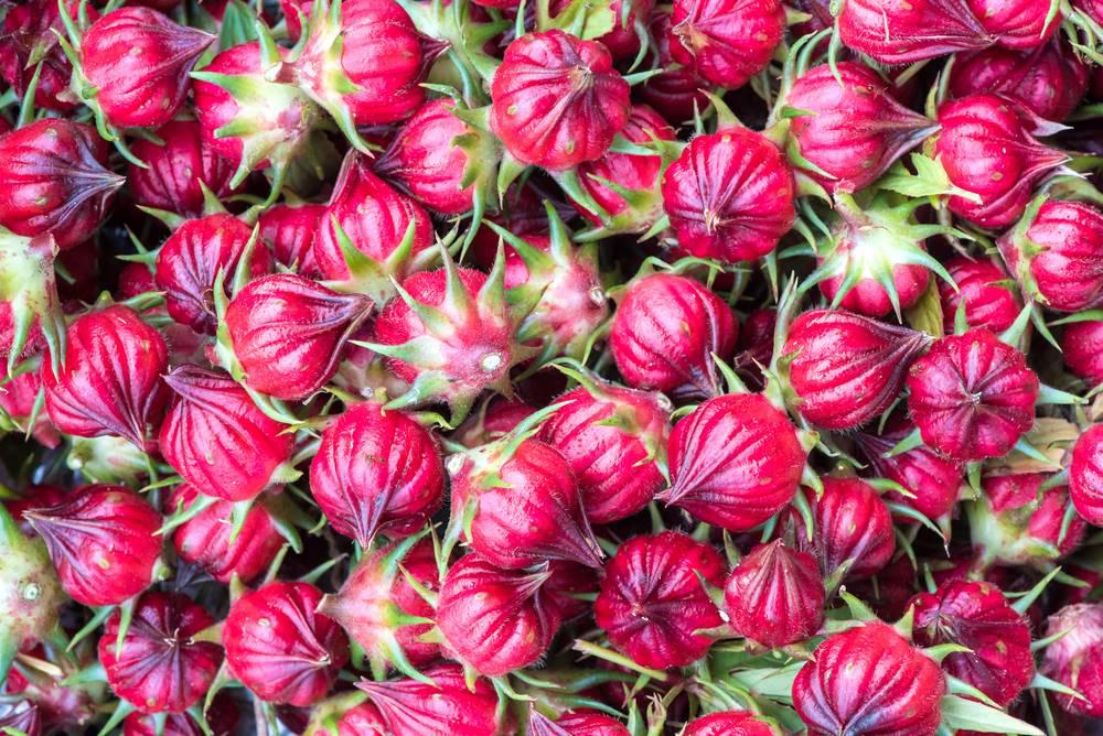 Mei Gui Qie (Roselle flower buds) plant