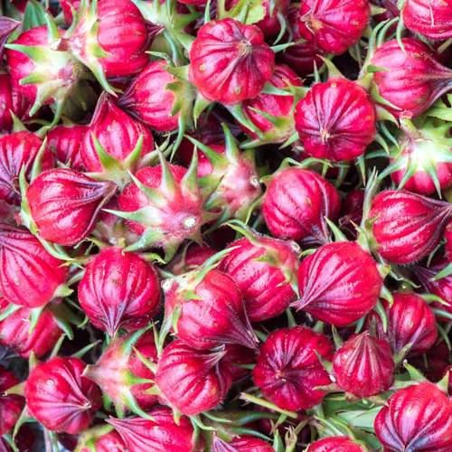 Mei Gui Qie (Roselle flower buds) plant