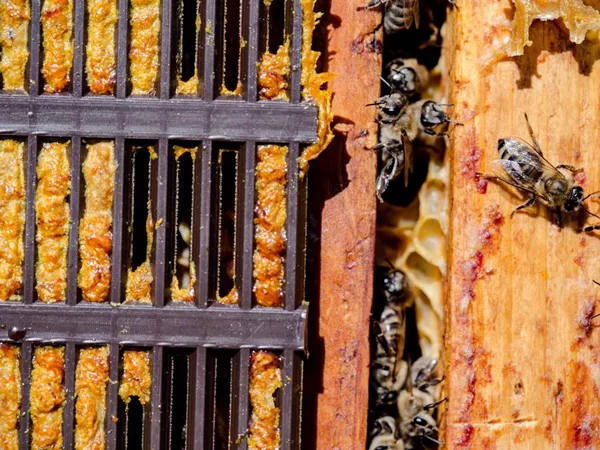 What the Propolis plant looks like