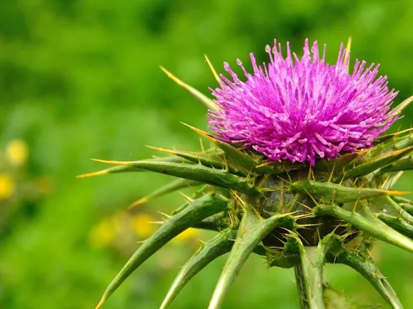 What the Milk thistle seed plant looks like