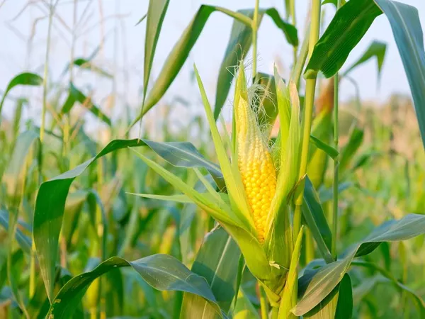What the Corn silk plant looks like