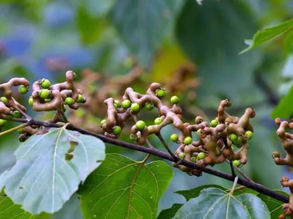 What the Japanese raisin tree seed plant looks like