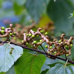 Japanese raisin tree seeds