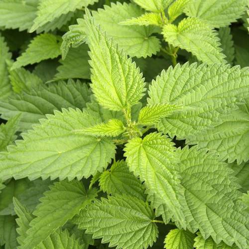 Xun Ma (Stinging nettle leaves) plant
