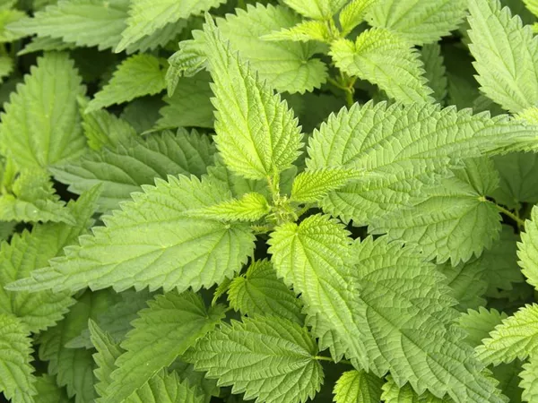 What the Stinging nettle leaf plant looks like